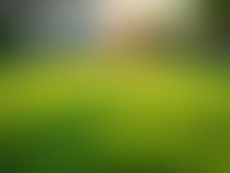 Why Regular Lawn Care Boosts Your Home's Value