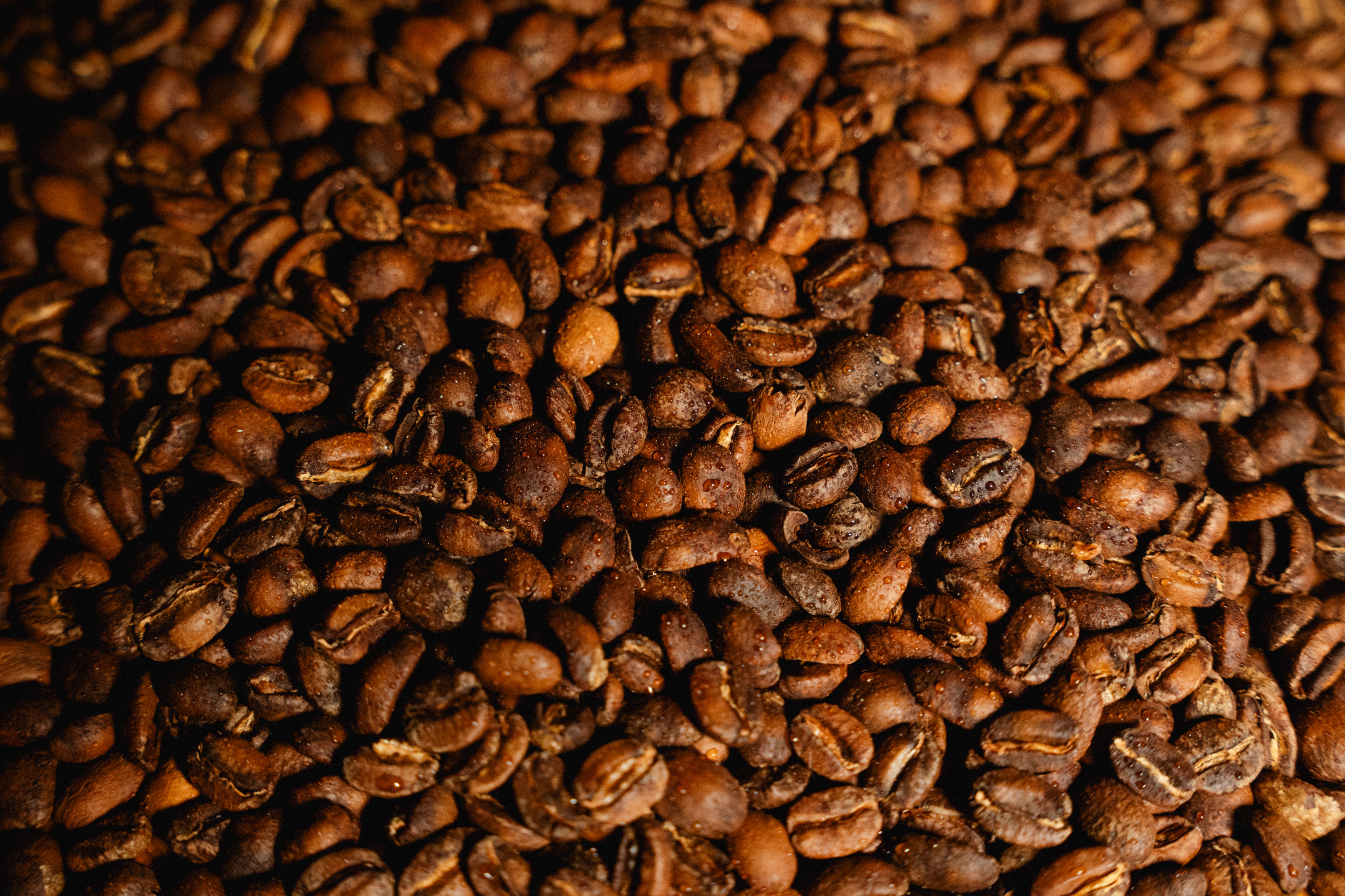 Close up of roasted Colombian Gesha coffee beans from Cinco Cielos Coffee Co.