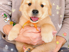 販売済みゴールデンレトリバーの柚子ママ＆マロンパパの3番目オレンジ🍊リボン