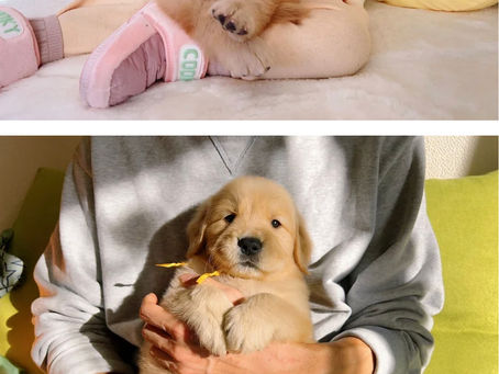 販売済みゴールデンレトリバーのゴールドリボン