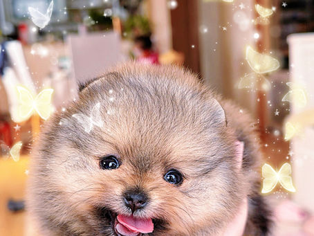 販売終了ポメチェリー🍒ママと大福パパのメス子犬情報
