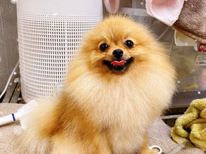 ポメ母親犬の蜂蜜ママ