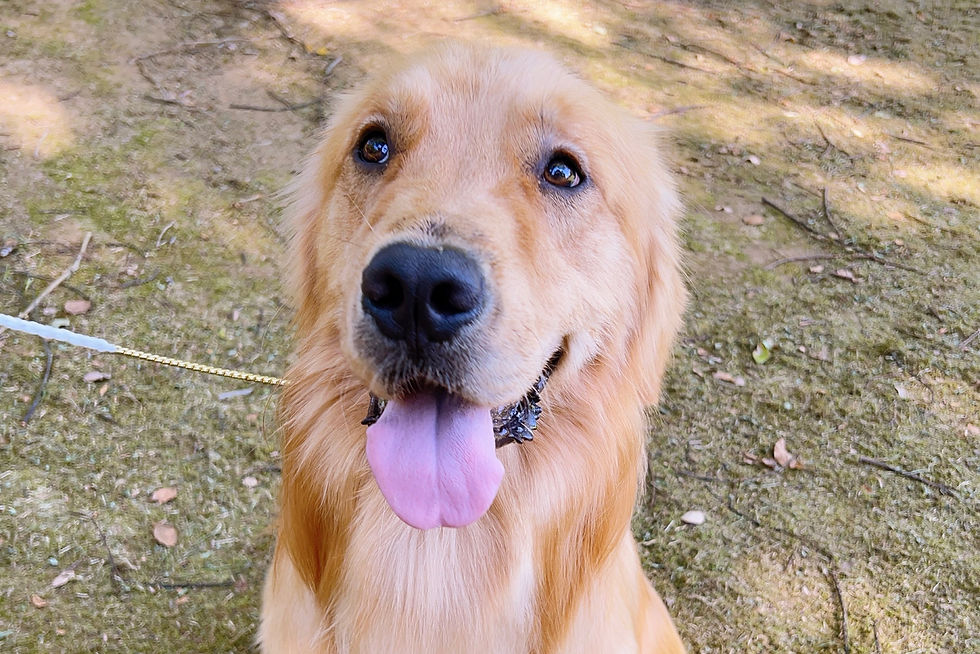 ゴールデン父親 マロンパパ