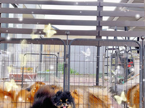 ポメ母親犬、オリオちゃん、パパ大福くん、ママオレンジちゃん