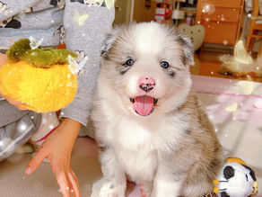 販売済みボーダーコリー葡萄ママ＆宝パパの3番オス