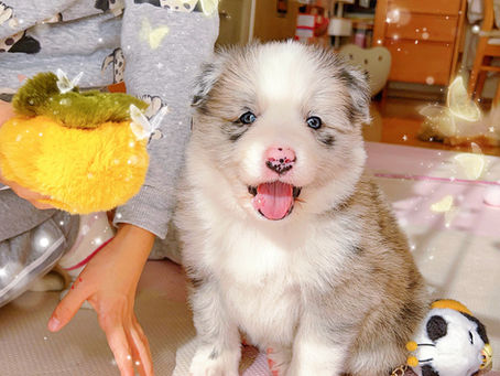 販売済みボーダーコリー葡萄ママ＆宝パパの3番オス