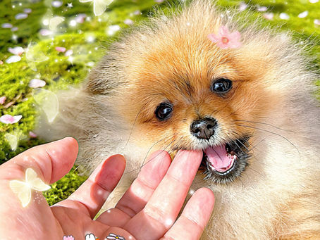 販売中ポメチェリーママとすしパパの子犬情報