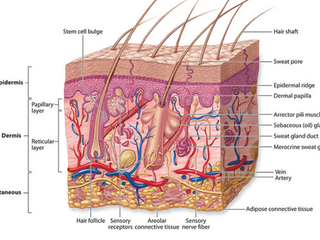 Detailed cross-section of skin layers highlighting epidermis, dermis, and hypodermis