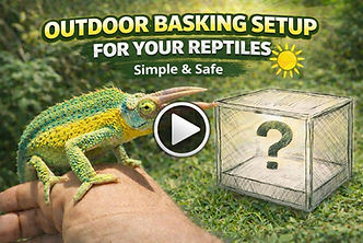 video reptiles.jpg