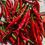 Miniaturbild: Bangladesh Chili 10 Samen