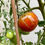 Miniaturbild: Alte Indische Tomate 10 Samen