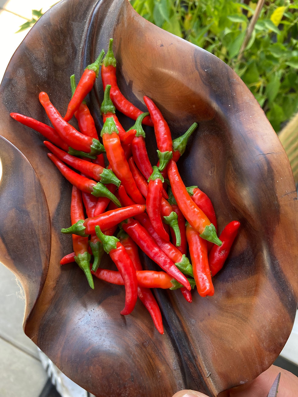 Miniaturbild: Thai Chili - 10 Samen