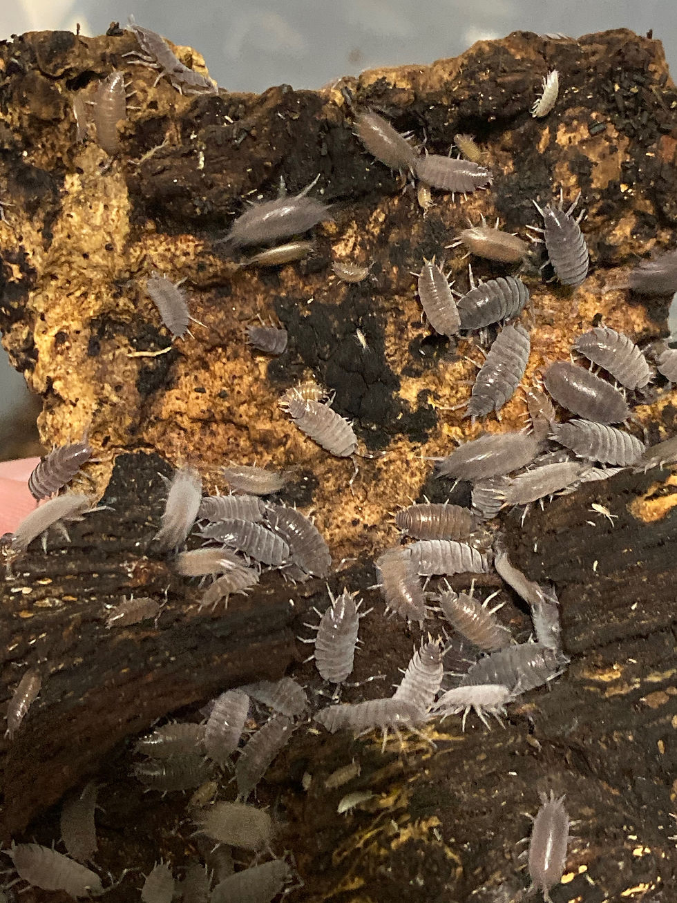 P. pruinosus (Powder Blue)