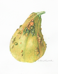 Warty Gourd