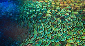 Peacock Feathers.jpeg