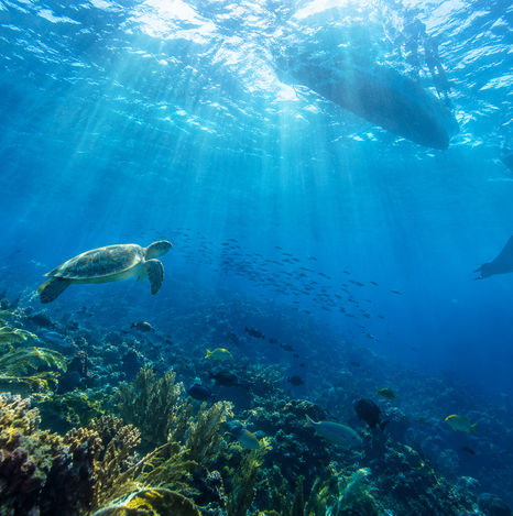 Deep teal and blue tones inspired by underwater ocean colors