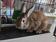 Esther