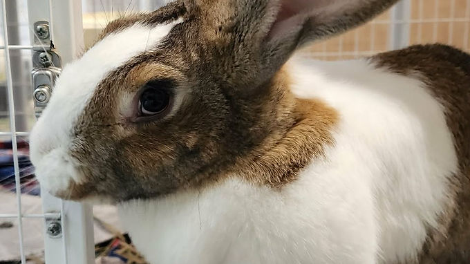 Flemish Giant