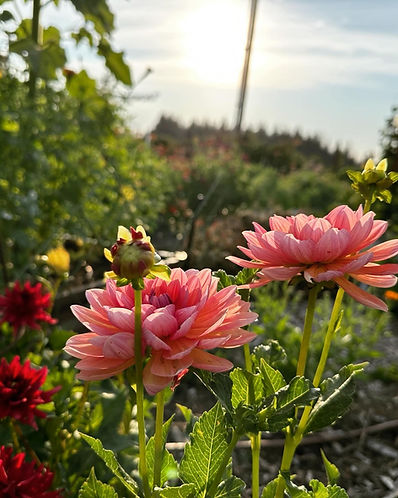 Albany, OR farm stand offering fresh berries, locally grown flowers, and handmade bouquets. Stop by for seasonal produce, gifts, and events.