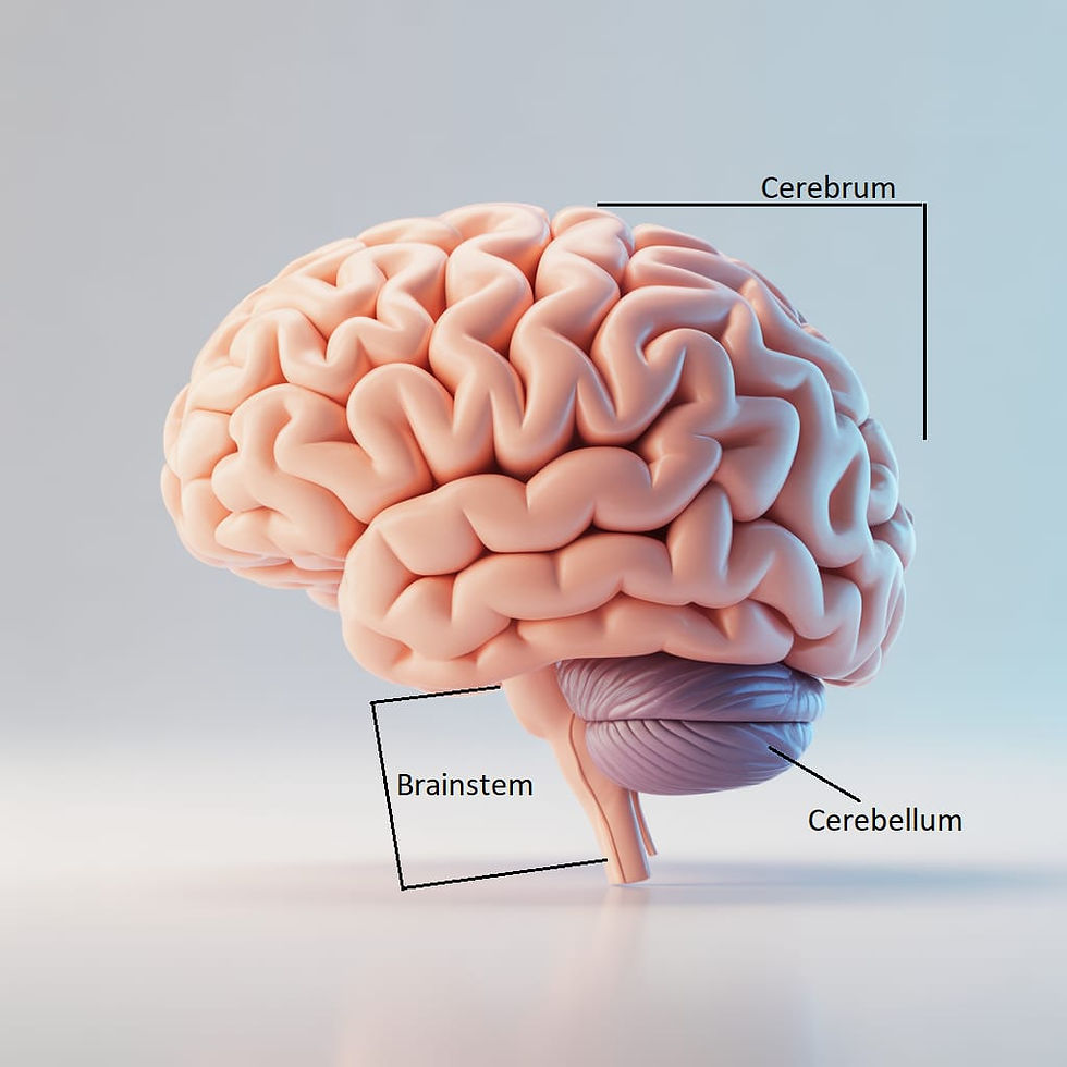 Diagram of human brain parts for neuropsychological assessment Cape Town.