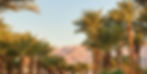 desert palms wix_edited_edited.jpg