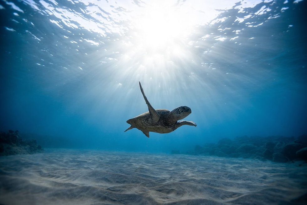 underwater-photography-of-turtle-2397653-1.jpeg