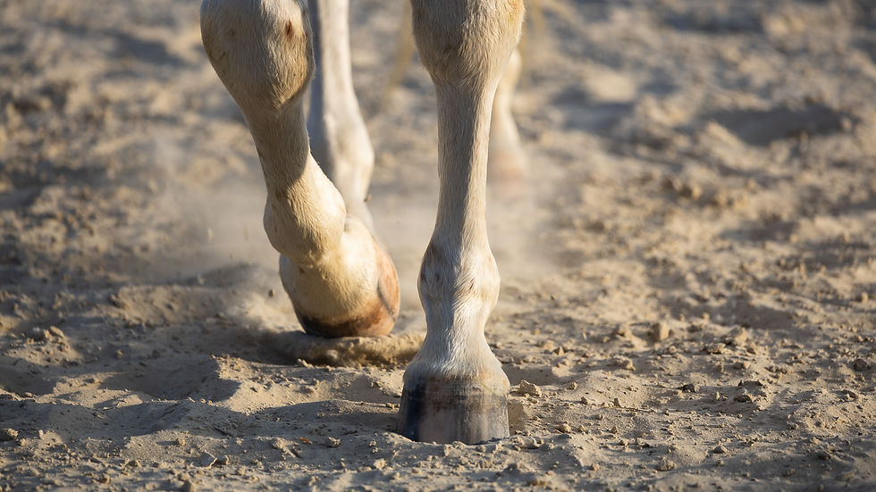 Shooting_Dominique_mit_Pferd_clean_0011.jpg
