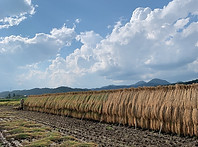 S__36831239.jpg