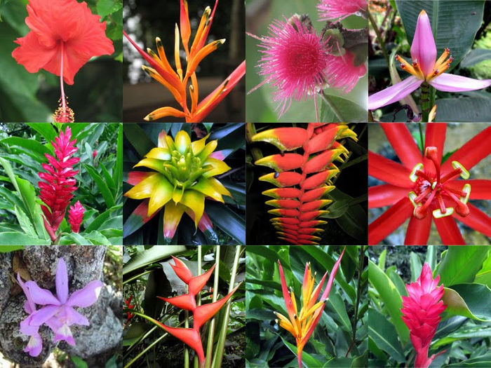 PLANTAS EXOTICAS DE COLOMBIA