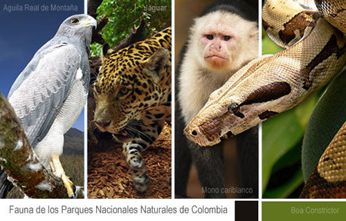 FAUNA COLOMBIANA