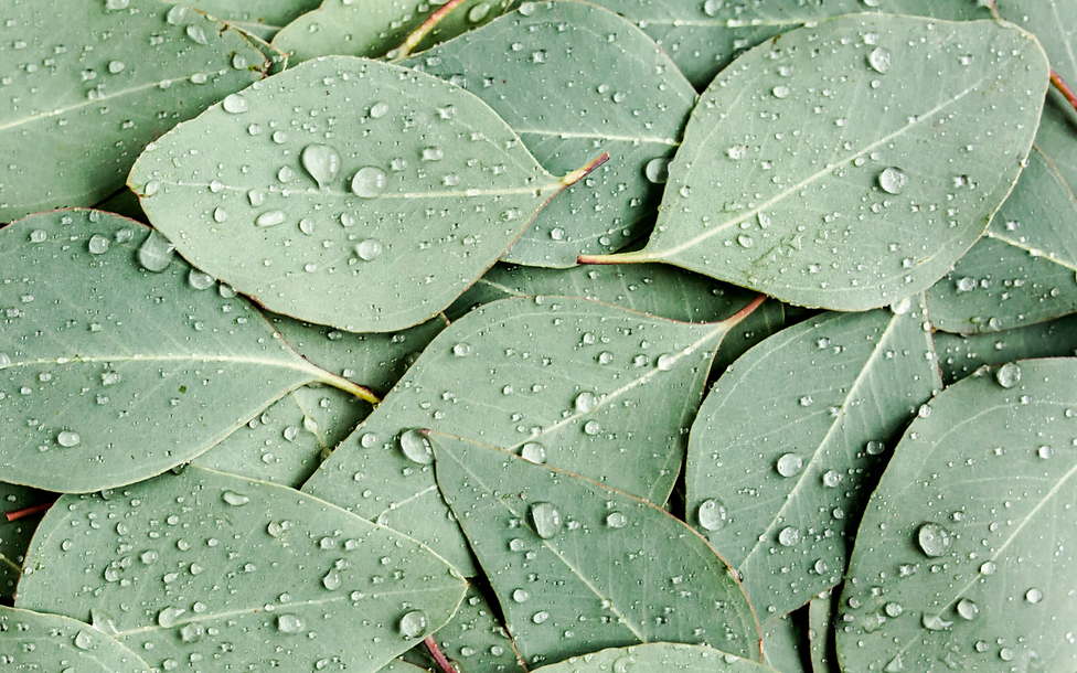 close up of green leaves