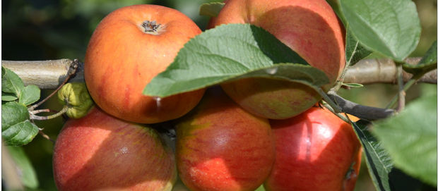 Des pommes au naturel