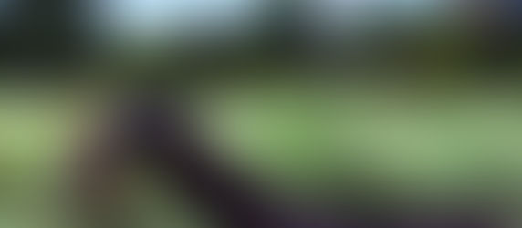 Nogent-sur-Vernisson - Ce week-end, rendez-vous très nature à l'arboretum des barres (spectacle)