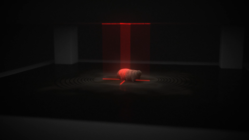 Marigold Productions - Tardigrade