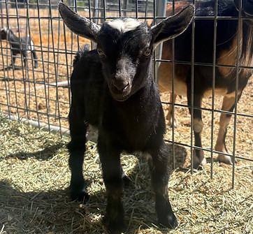 Priscilla.jpg