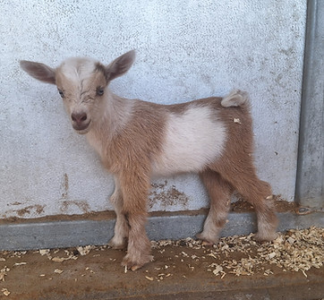 Willa red buckling July 3rd .jpg