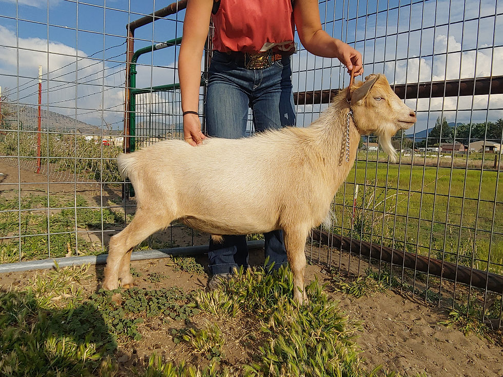 Deuce at 1 year -- June 2023