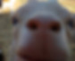 Barry cute nose.jpg