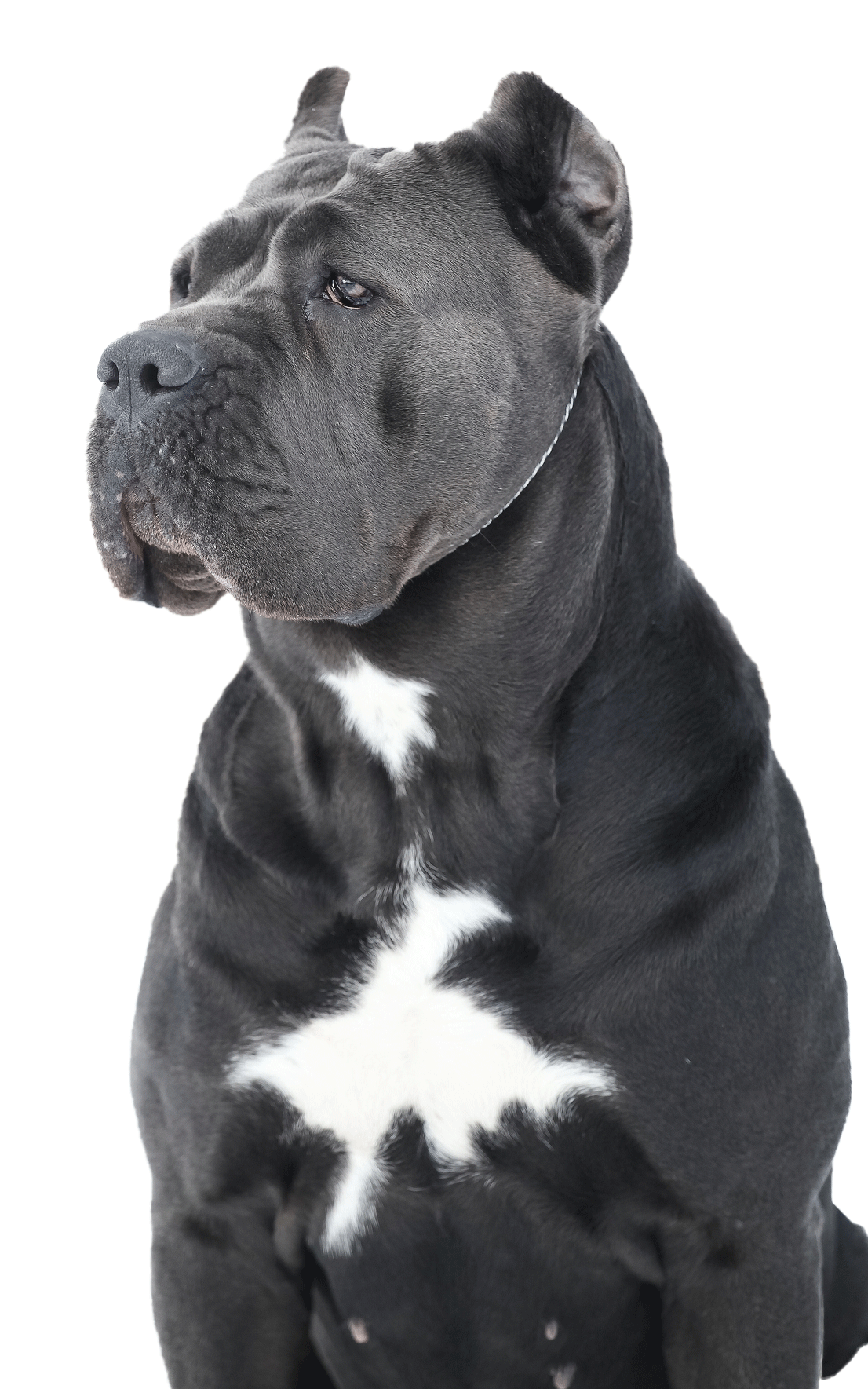 Cane Corso