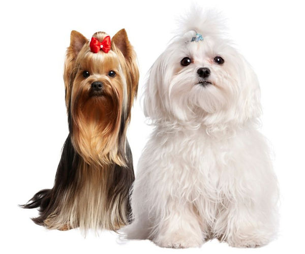 maltezer i yorki terier