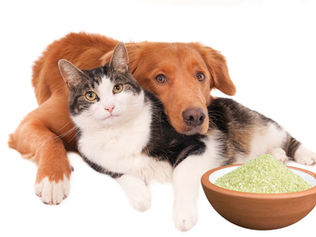 Zašto je Zeolit (clinoptilolite) koristan za zdravlje tvog psa ili mačke?