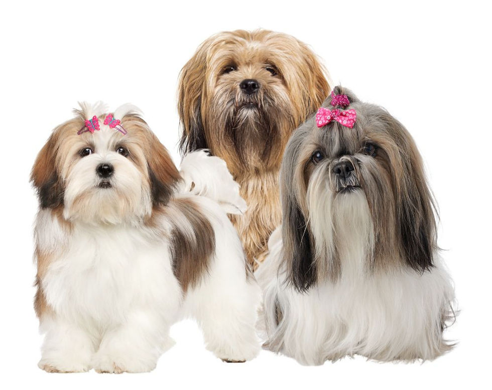 lasa apso i shih tzu tip dlake psa