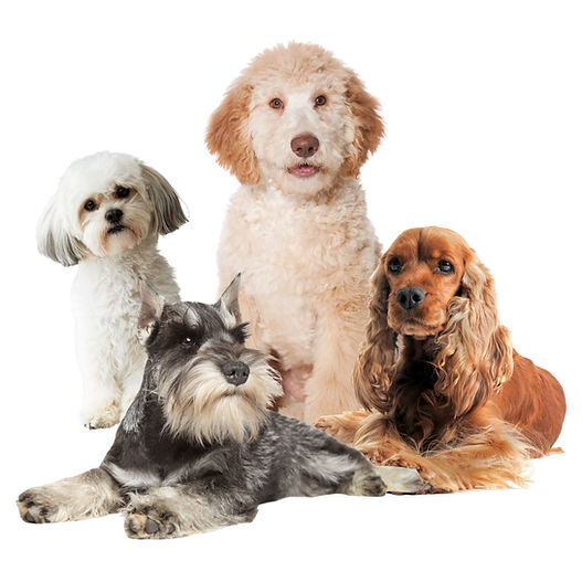 Moser rex mašinica za šišanje srednjih pasa