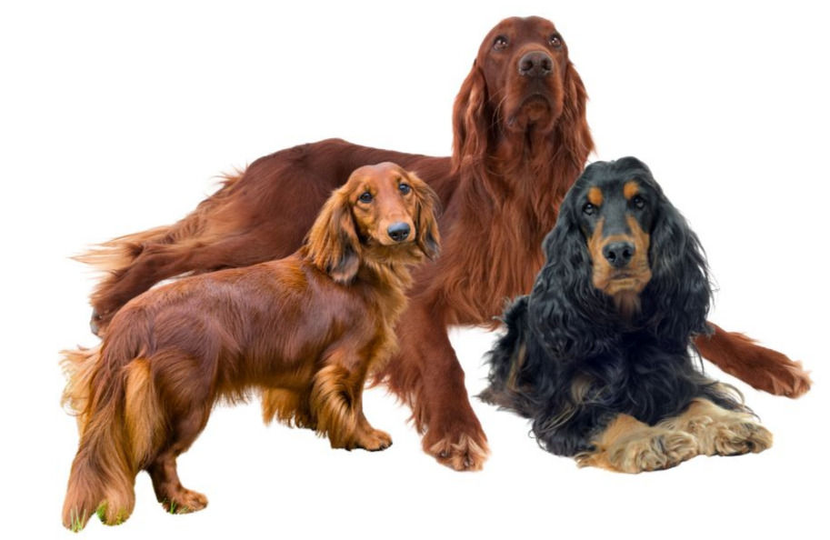 svilenkasta duga dlaka sa podlakom kod pasa