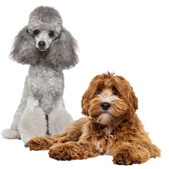 Velika pudla i lagoto