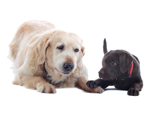 Displazija kukova kod pasa - simptomi