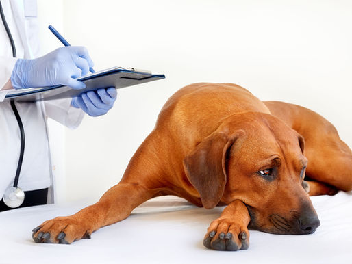 Problemi sa bubrezima kod pasa