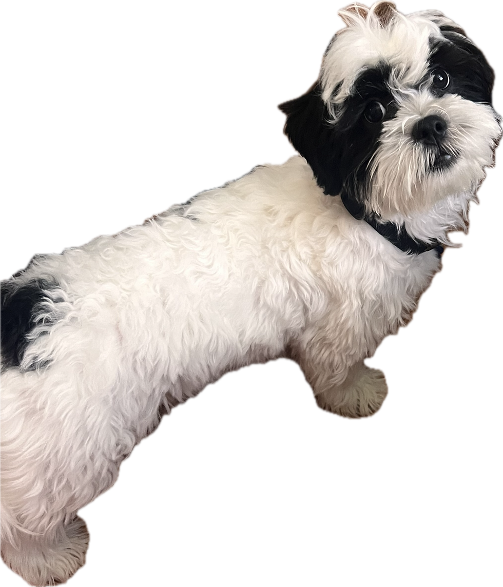 IMG_0701.PNG
