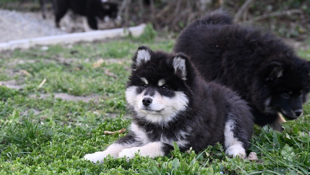 Chien Finnois de Laponie .jpg