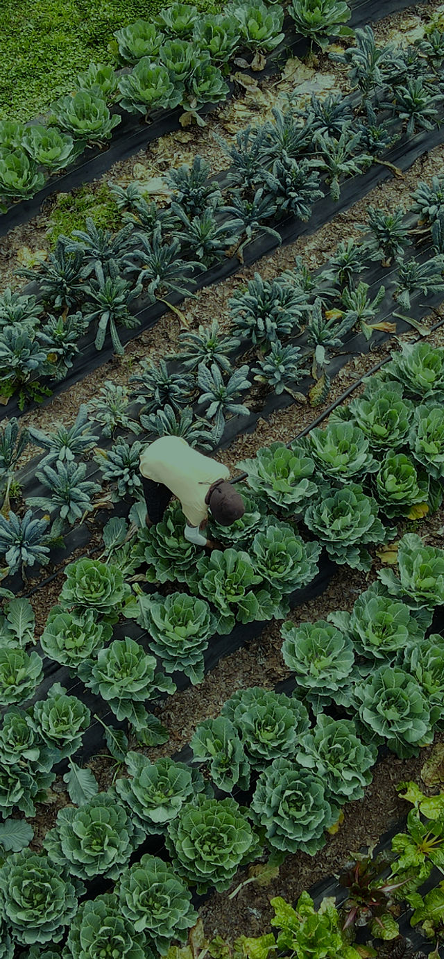 Urban Farm NJ | Clifton, NJ | City Green